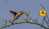 Rufous Hummingbird